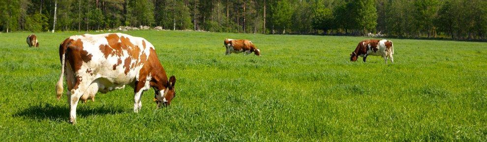 Lehmiä laiduntamassa keväänvihreällä nurmella.